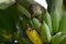 Â Pycnonotus striatusbul bul eats a banana from bunch on a banana tree